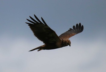 チュウヒ ベニヤ原生花園 2020年8月15日(土)