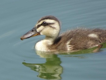 カルガモ 都立浮間公園 2020年8月15日(土)