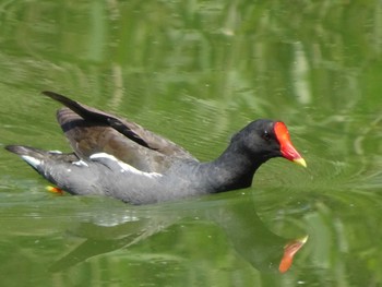 バン 都立浮間公園 2020年8月15日(土)