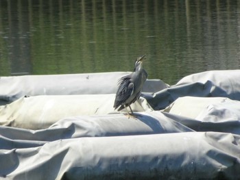 ササゴイ 都立浮間公園 2020年8月15日(土)