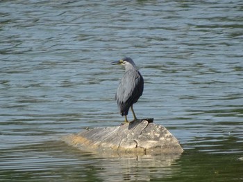 ササゴイ 都立浮間公園 2020年8月15日(土)