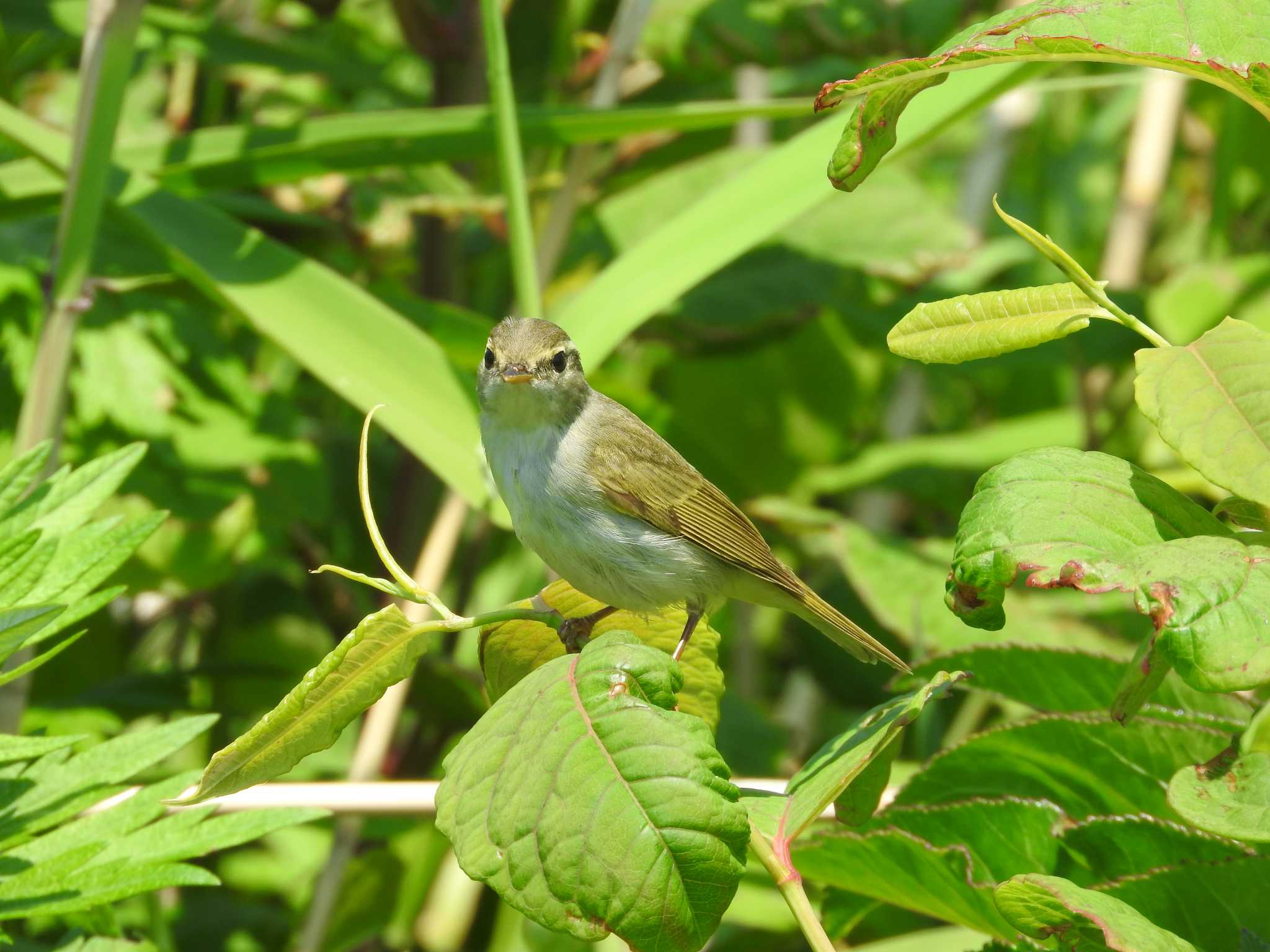 Eastern Crowned Warbler