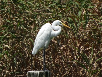 ダイサギ 都立浮間公園 2020年8月15日(土)