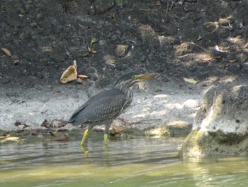 ササゴイ 都立浮間公園 2020年8月15日(土)