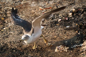 2020年8月14日(金) 城ヶ島公園の野鳥観察記録