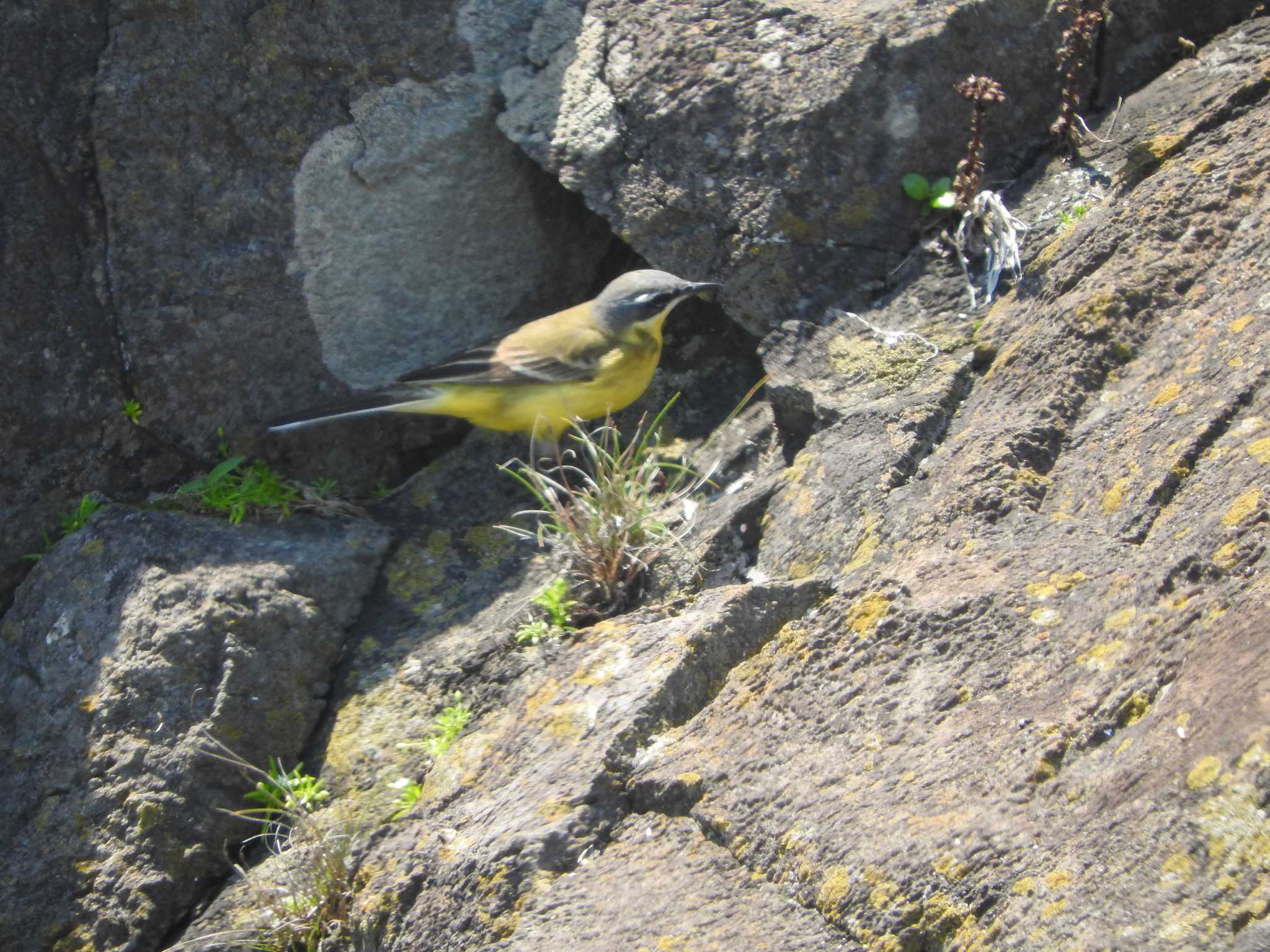 舳倉島 マミジロツメナガセキレイの写真