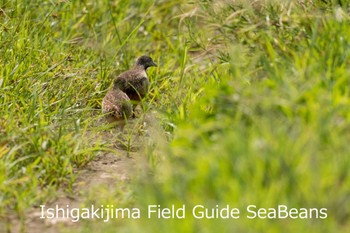 ミフウズラ 石垣島 2020年8月15日(土)