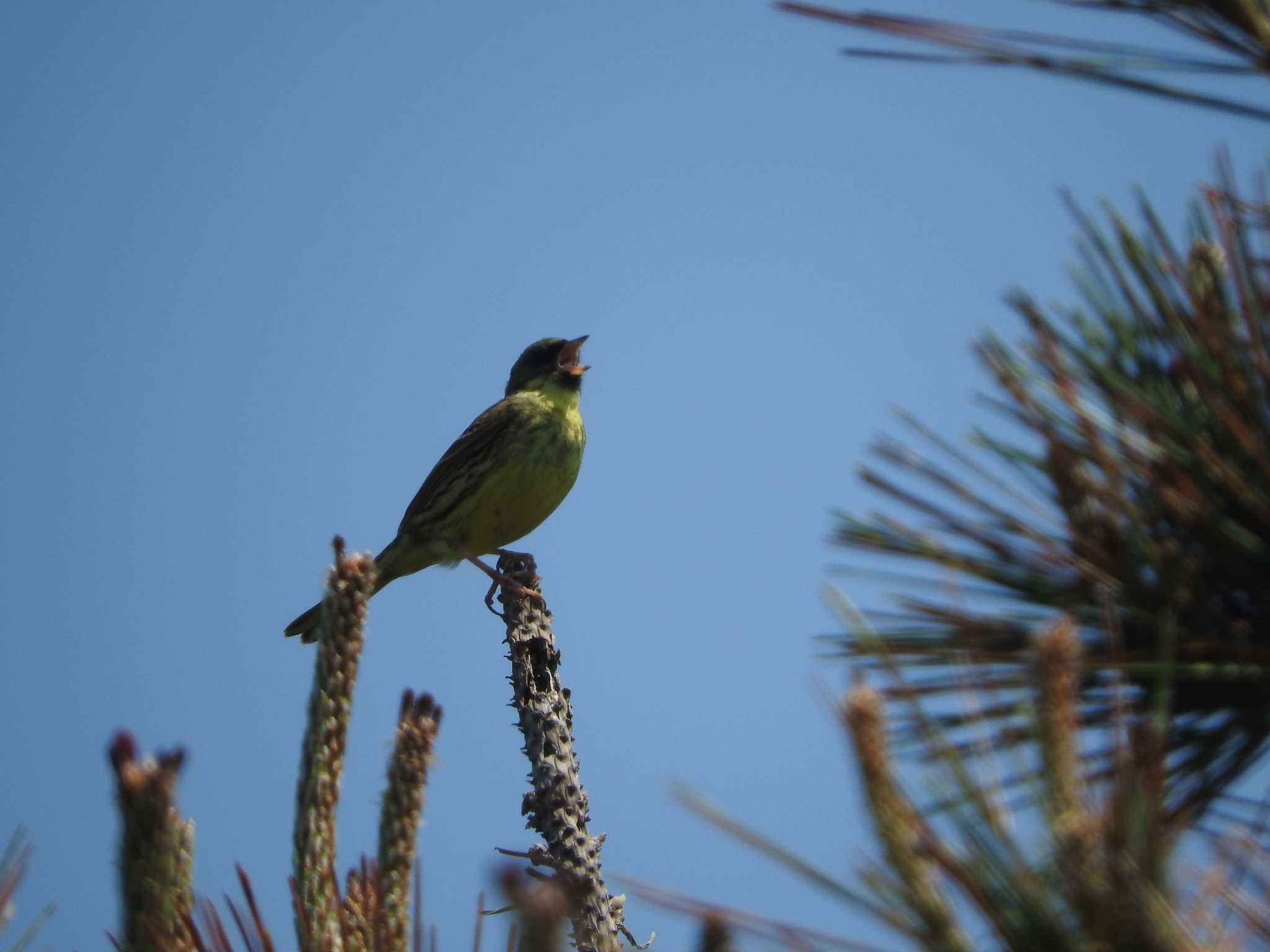 Masked Bunting