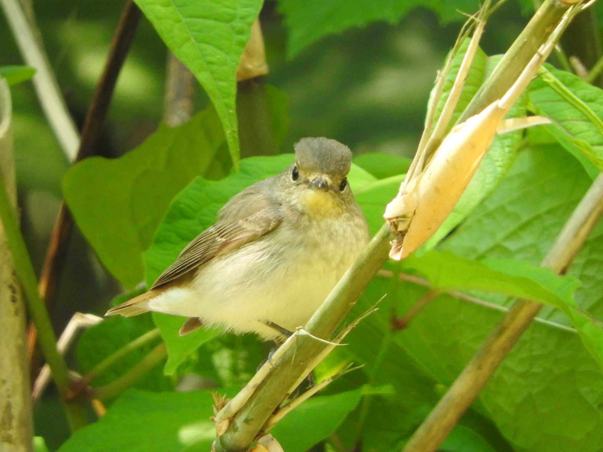 Taiga Flycatcher