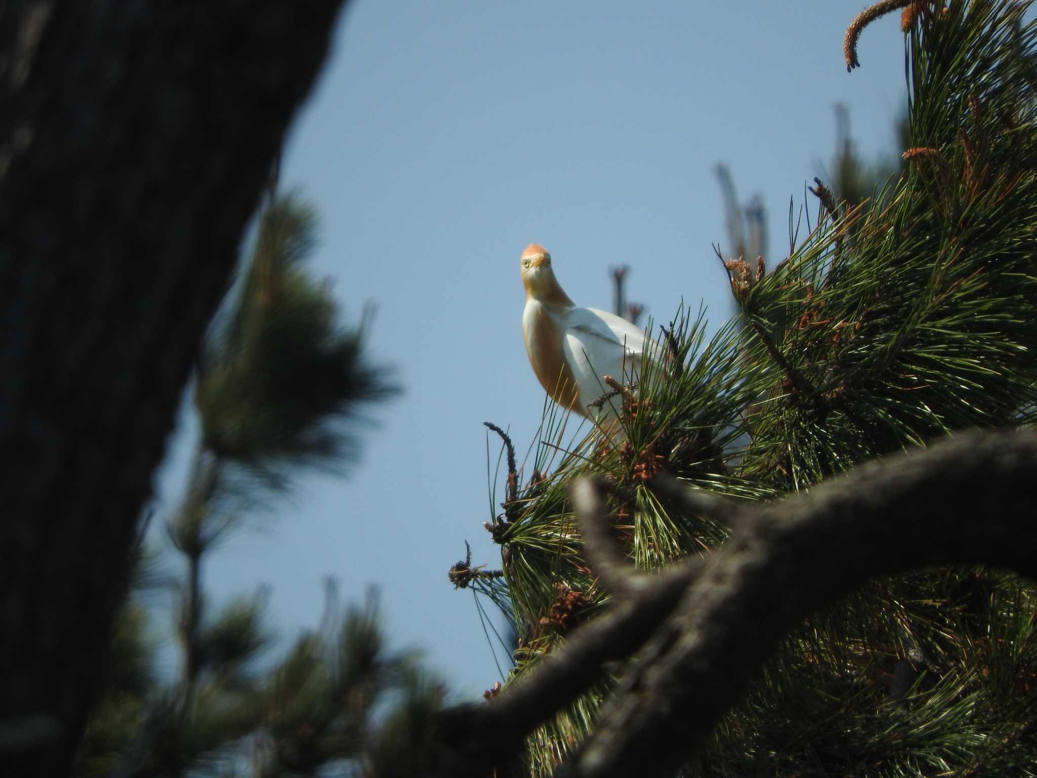 Eastern Cattle Egret