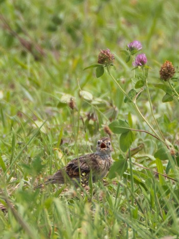 2020年8月10日(月) 葛西臨海公園の野鳥観察記録