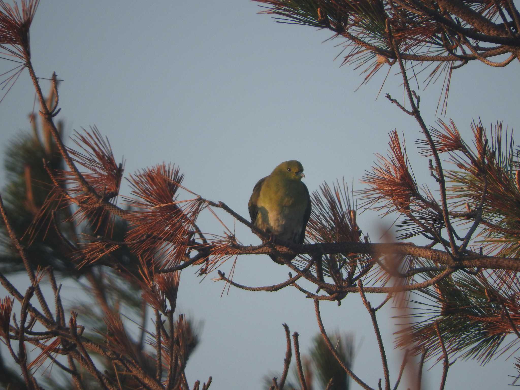 White-bellied Green Pigeon