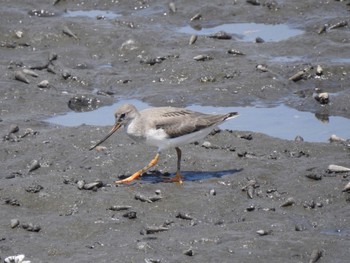 Sat, 8/15/2020 Birding report at Yatsu-higata