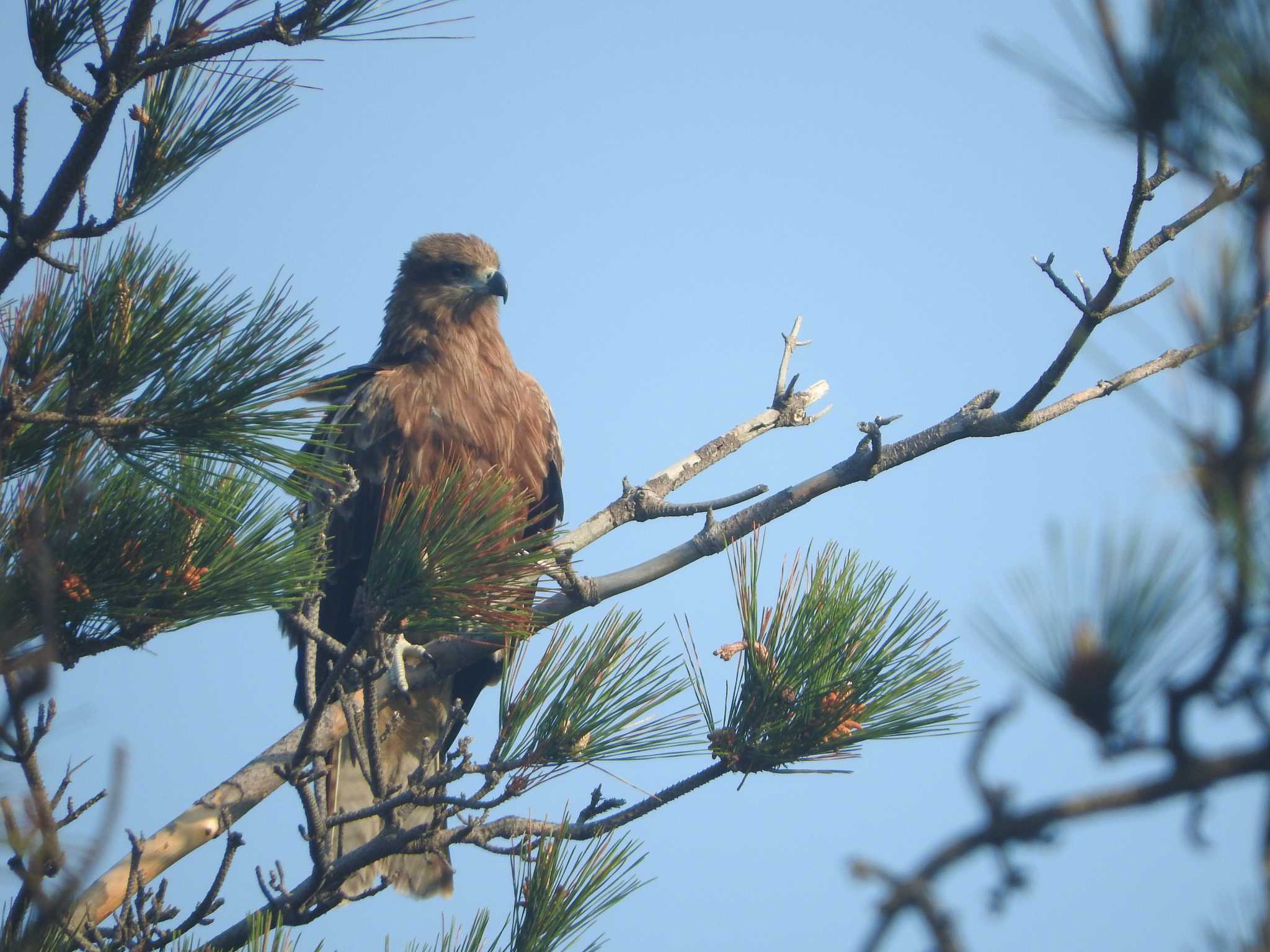 Black Kite