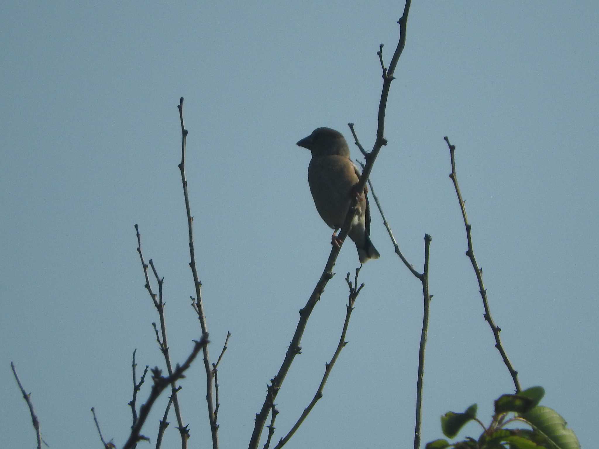 Hawfinch