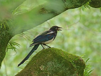 カササギ 佐賀県佐賀市　神野公園 2020年8月12日(水)