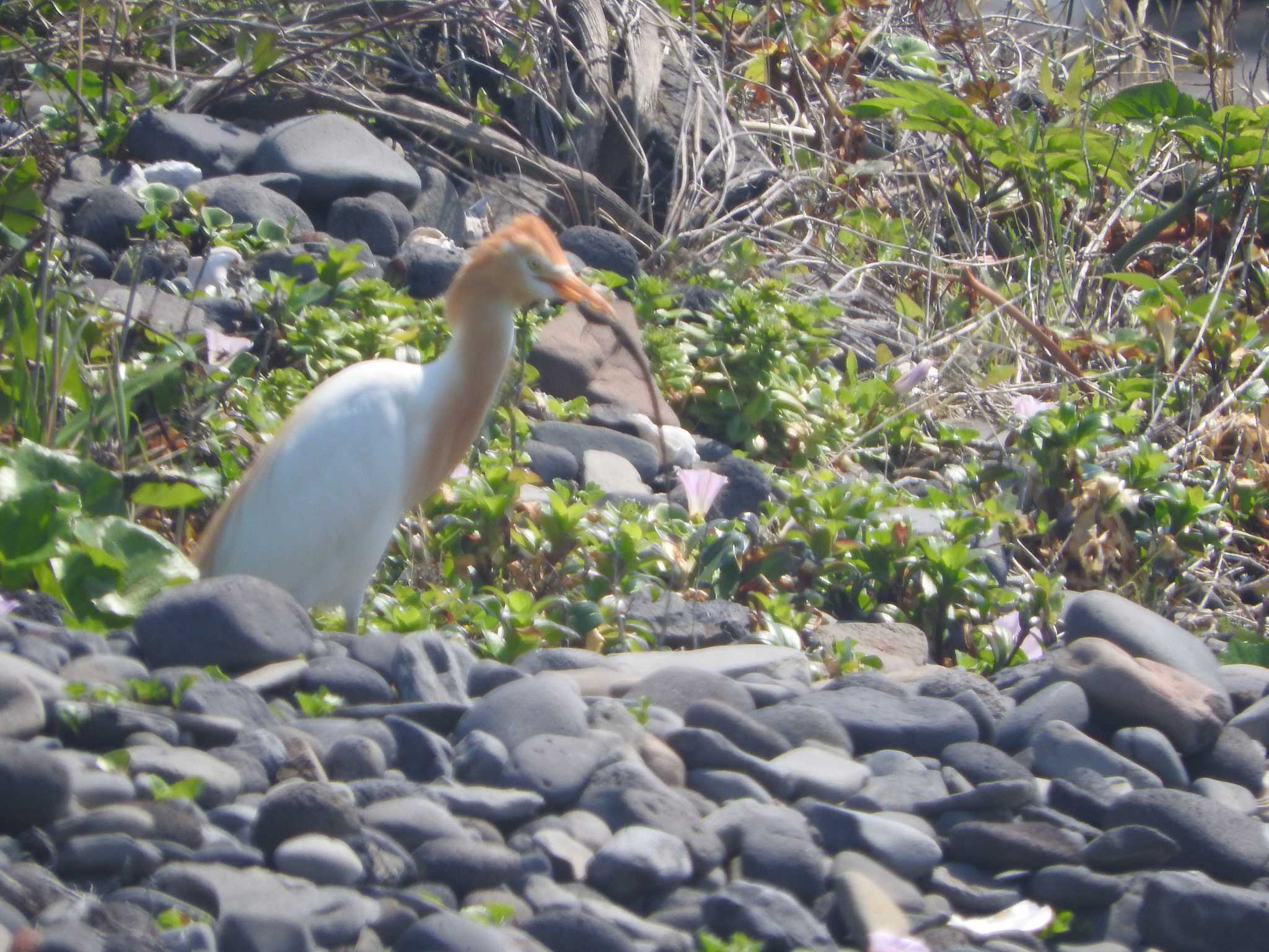 Photo of Eastern Cattle Egret at Hegura Island by horo-gold