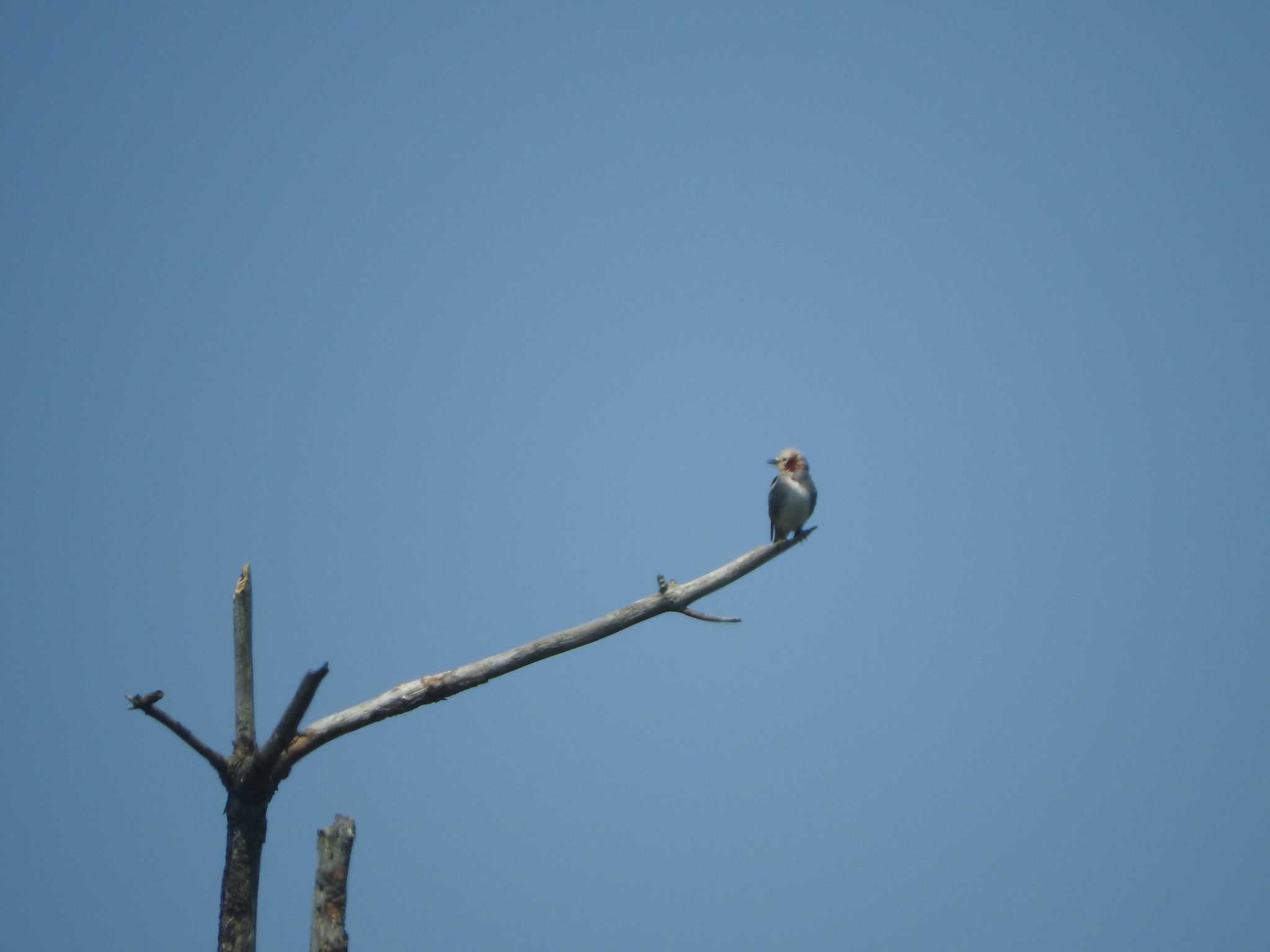 Chestnut-cheeked Starling