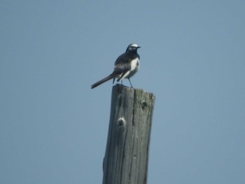 White Wagtail(ocularis) Hegura Island Tue, 5/17/2016