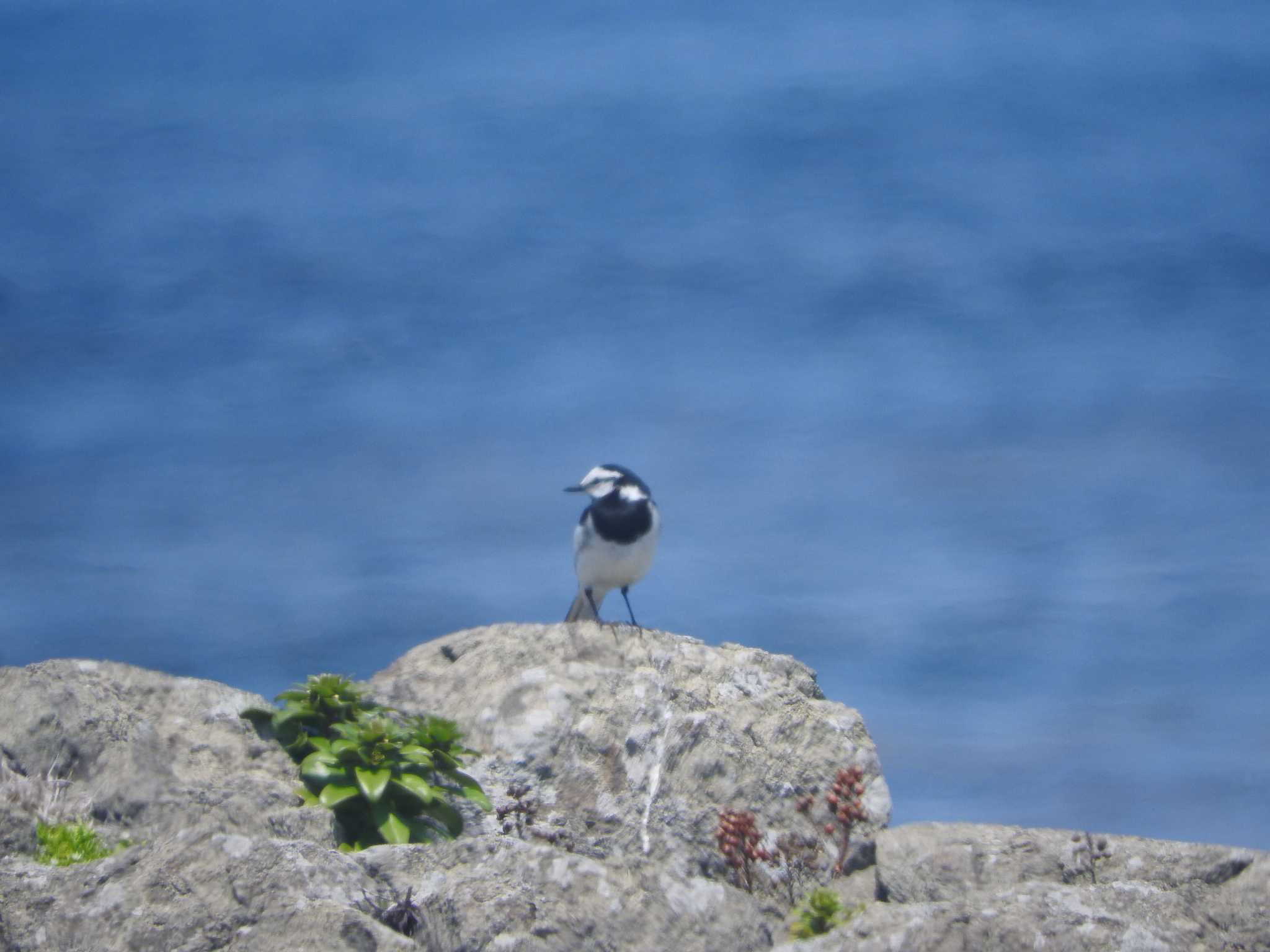 舳倉島 ハクセキレイの写真