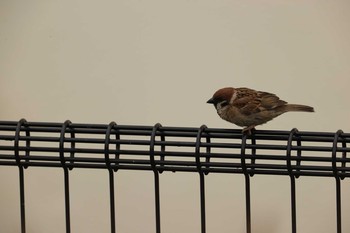 Eurasian Tree Sparrow 甲子園浜(兵庫県西宮市) Sun, 6/28/2020