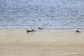 ウミネコ 甲子園浜(兵庫県西宮市) 2020年8月1日(土)