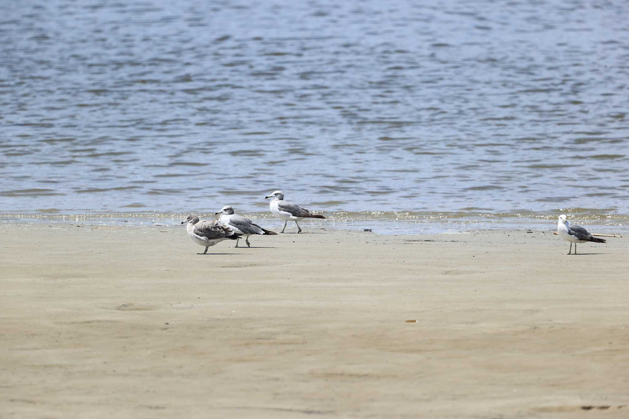 Photo of Black-tailed Gull at 甲子園浜(兵庫県西宮市) by yossan1969