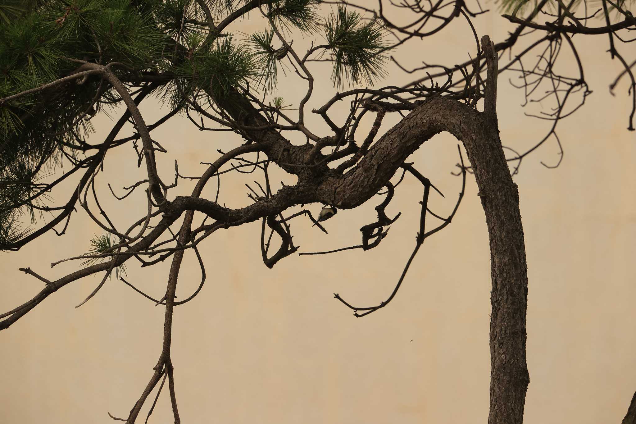 Photo of Japanese Tit at 甲子園浜(兵庫県西宮市) by yossan1969