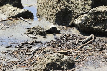 Japanese Wagtail 甲子園浜(兵庫県西宮市) Sat, 8/1/2020