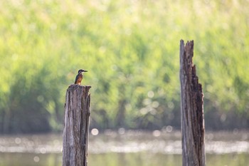 2020年8月15日(土) 葛西臨海公園の野鳥観察記録