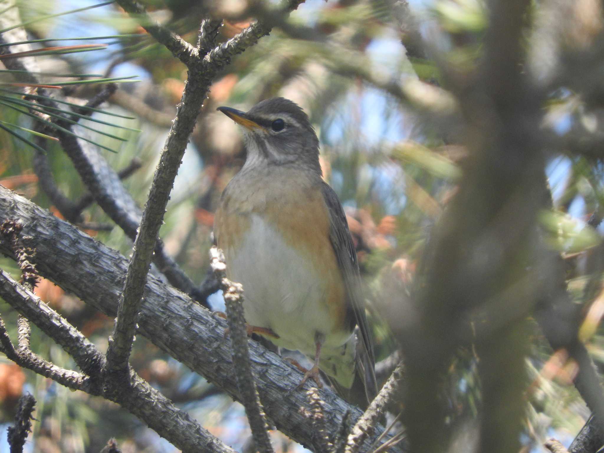 Eyebrowed Thrush