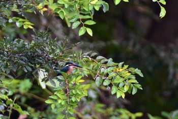 Common Kingfisher 武庫川 Sun, 8/16/2020