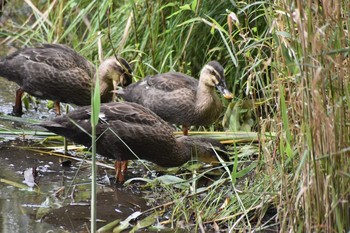 2020年8月14日(金) 井の頭公園の野鳥観察記録