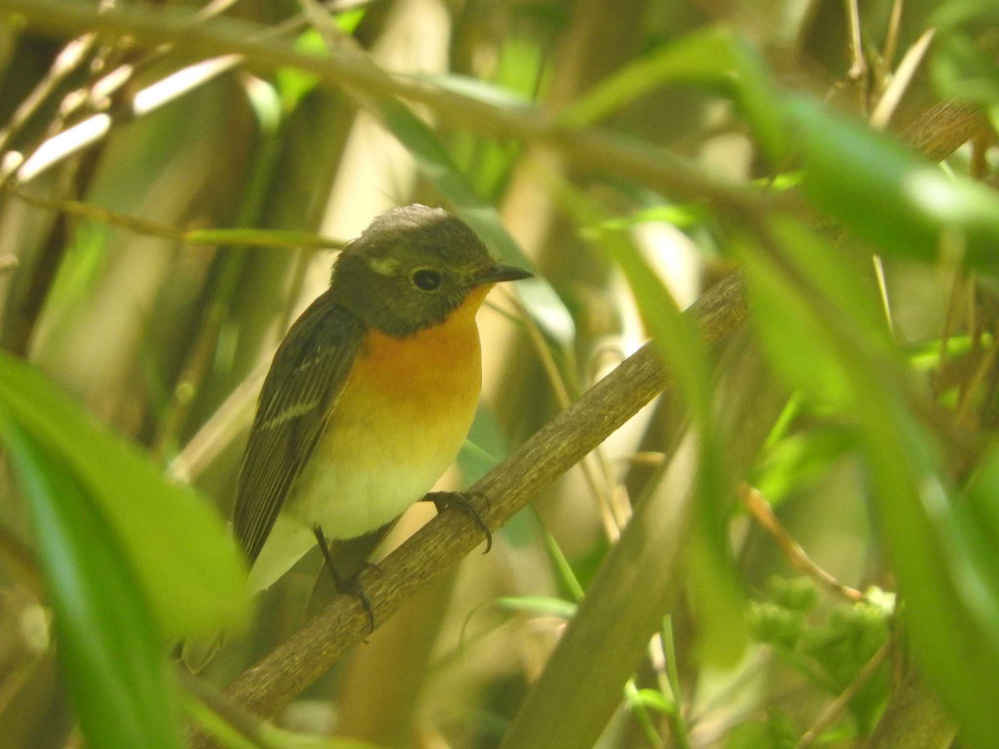 Mugimaki Flycatcher