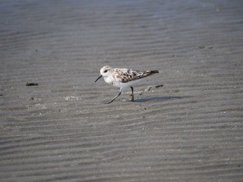 2020年8月15日(土) ふなばし三番瀬海浜公園の野鳥観察記録