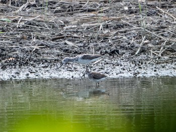 2020年8月16日(日) 葛西臨海公園の野鳥観察記録