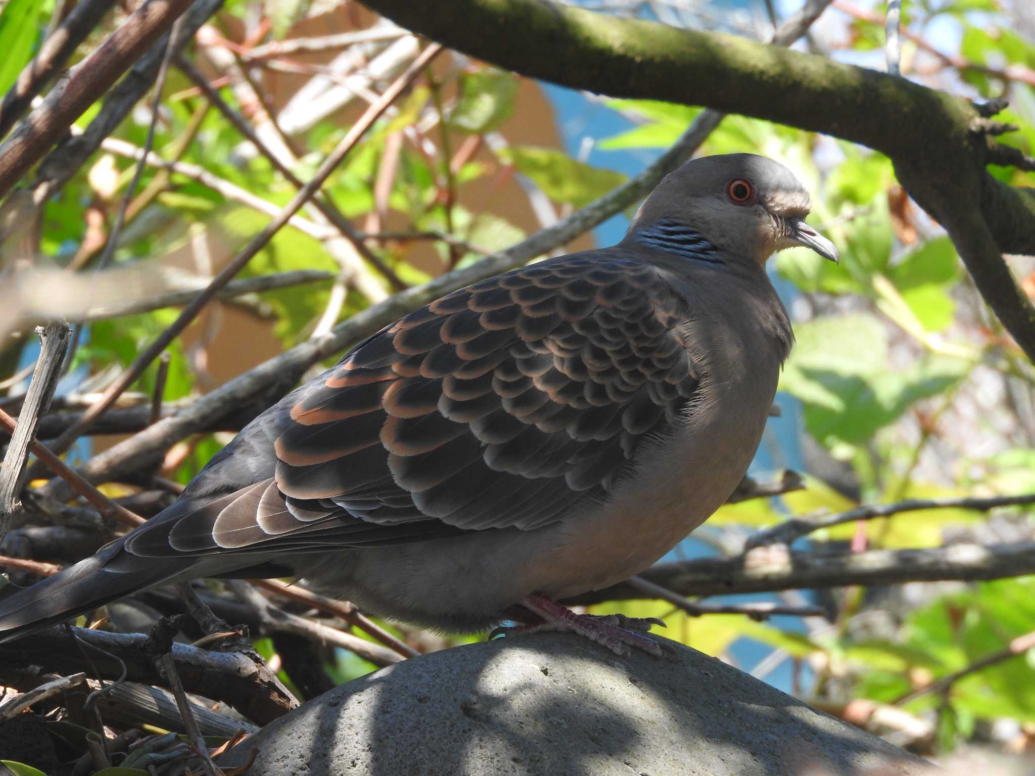 Oriental Turtle Dove