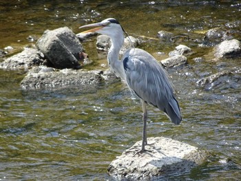 2020年8月16日(日) 境川(境橋付近)の野鳥観察記録