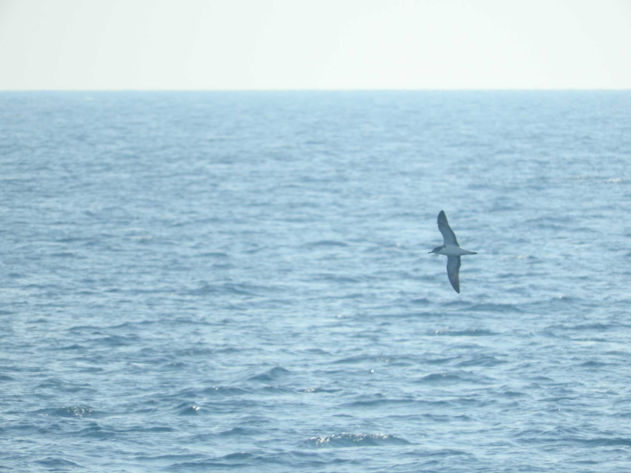 Streaked Shearwater