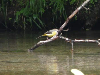 2020年8月16日(日) 北大研究林(北海道大学苫小牧研究林)の野鳥観察記録