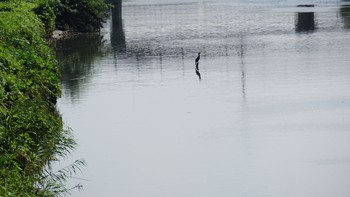 カワウ 見沼用水路 2020年8月16日(日)