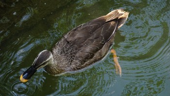 2020年8月16日(日) 見沼用水路の野鳥観察記録