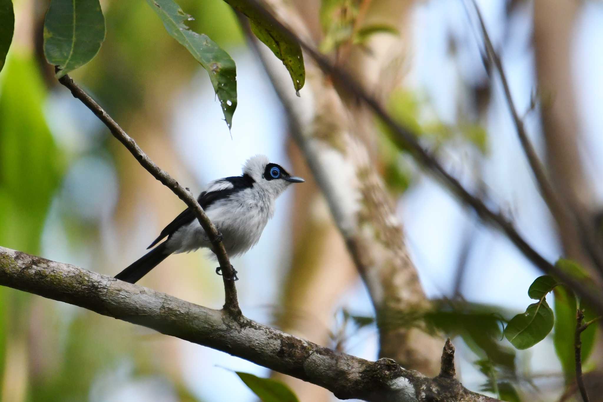 Photo of Frill-necked Monarch at Iron Range National Park by あひる