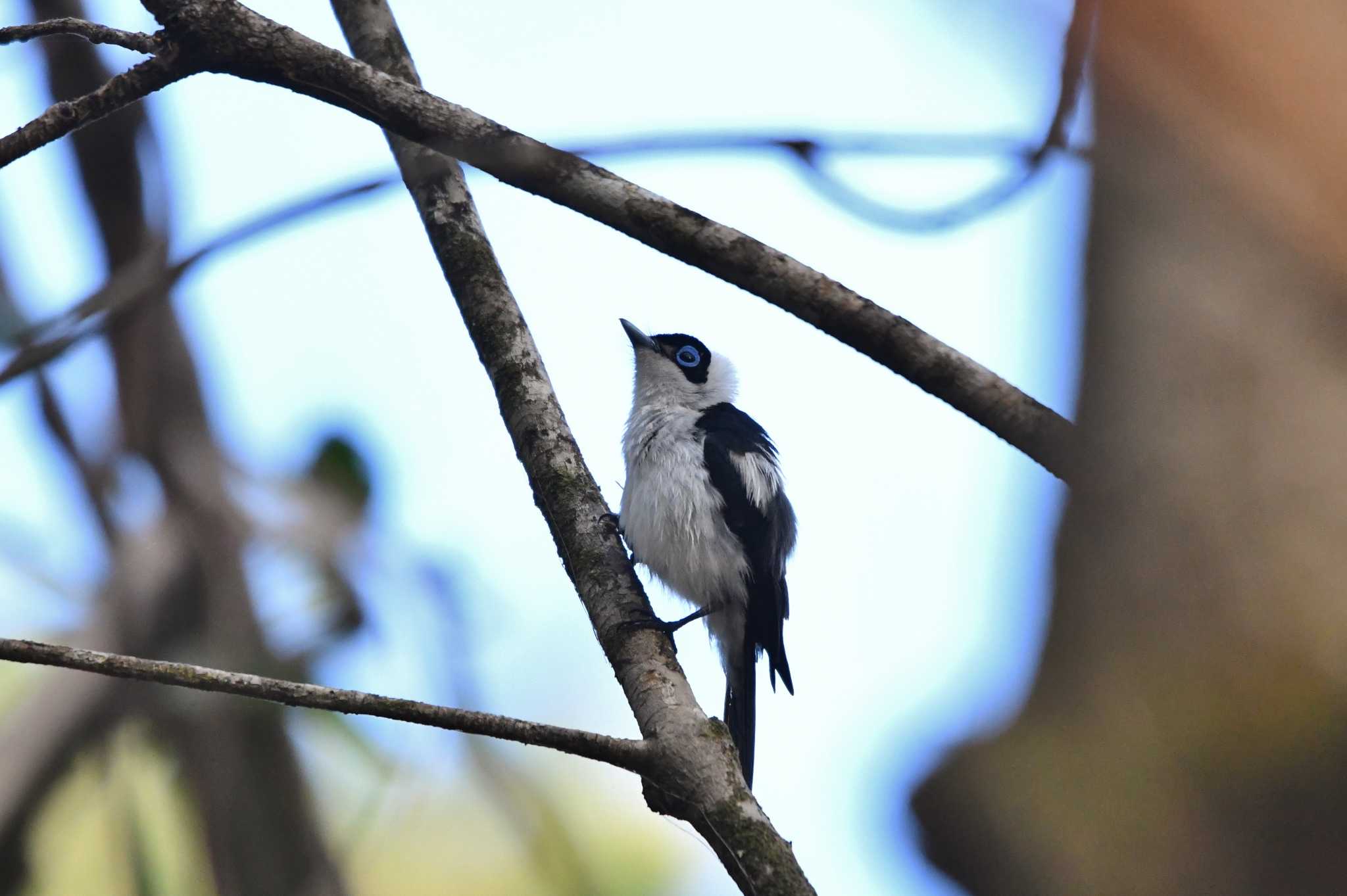 Frill-necked Monarch