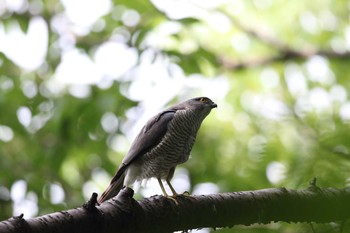 2016年5月29日(日) 藤が丘公園の野鳥観察記録