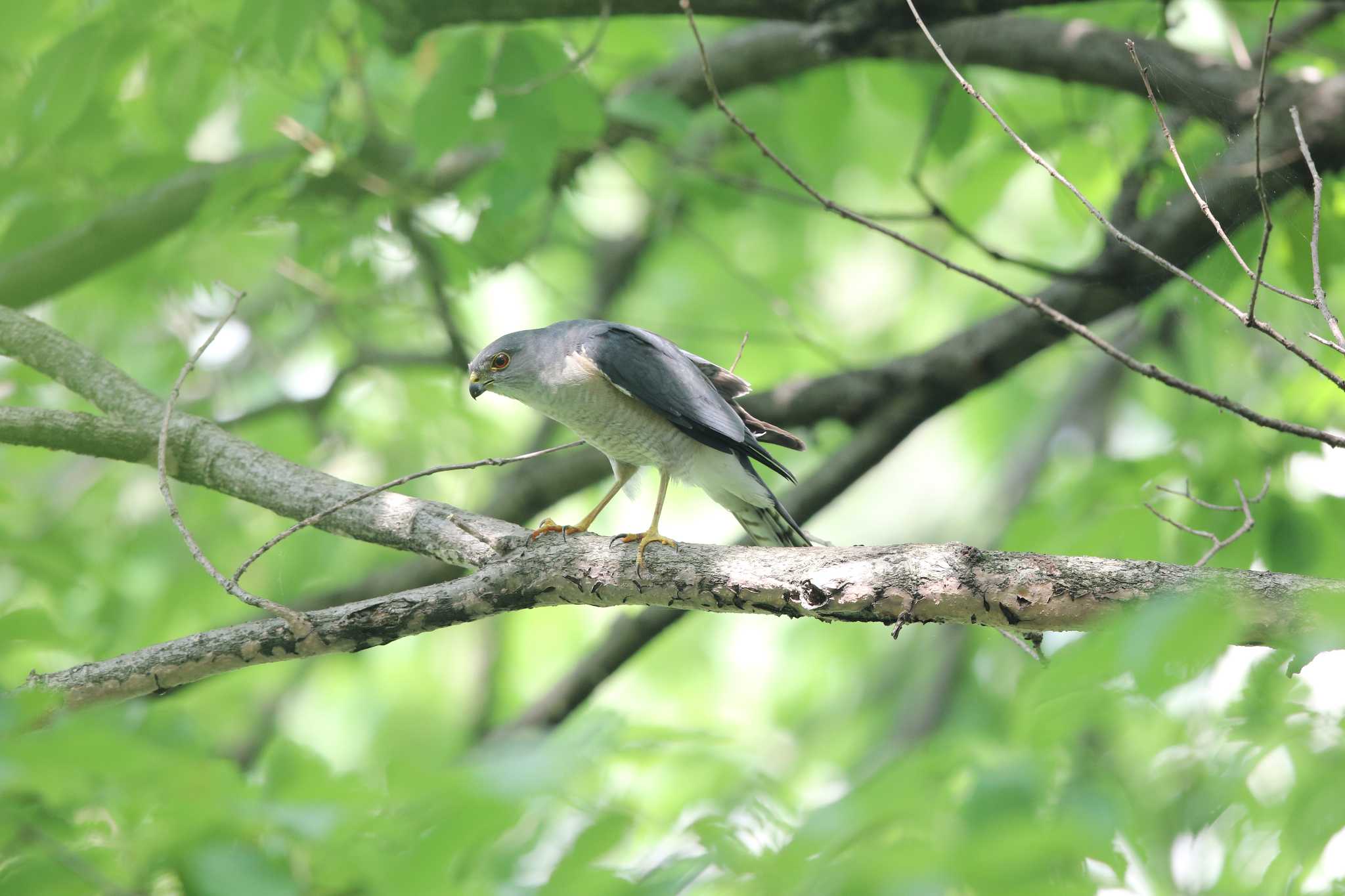 藤が丘公園 ツミの写真 by Trio