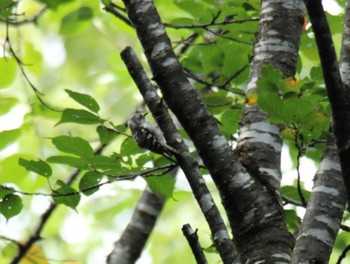 Japanese Pygmy Woodpecker 新得山 Sat, 8/15/2020