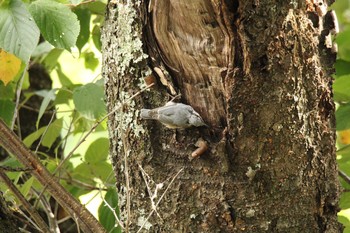 Eurasian Nuthatch 新得山 Sat, 8/15/2020