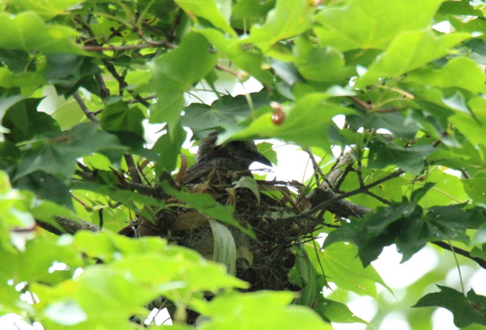 Brown-eared Bulbul