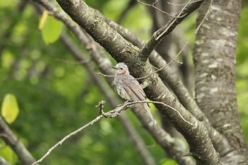 Brown-eared Bulbul 新得山 Sat, 8/15/2020